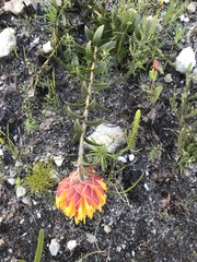 Liparia splendens comantha