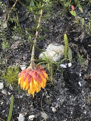 Liparia splendens comantha