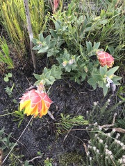 Liparia splendens comantha