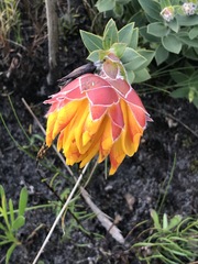 Liparia splendens comantha