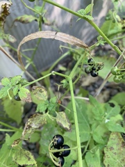 Leiobunum politum