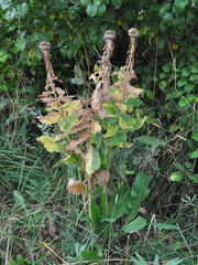 Centaurea macrocephala