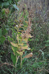 Centaurea macrocephala