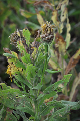 Centaurea macrocephala