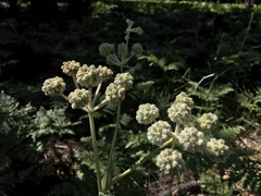 Angelica capitellata