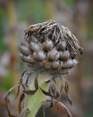 Centaurea macrocephala