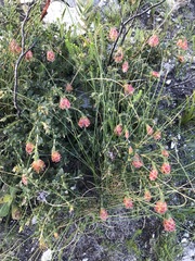 Liparia splendens comantha