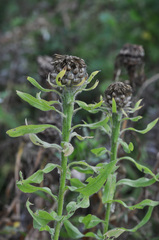 Centaurea macrocephala