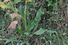 Centaurea macrocephala