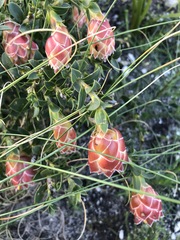 Liparia splendens comantha