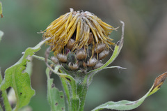 Centaurea macrocephala