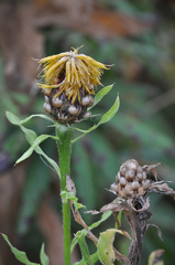 Centaurea macrocephala