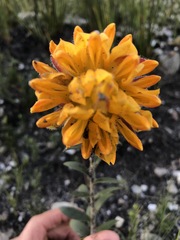 Liparia splendens comantha