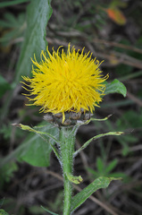 Centaurea macrocephala