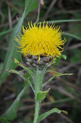 Centaurea macrocephala