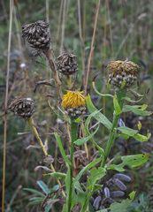 Centaurea macrocephala