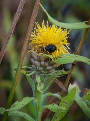 Centaurea macrocephala