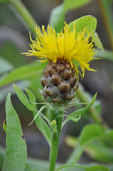 Centaurea macrocephala