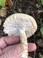 Agaricus nanaugustus
