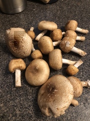 Agaricus nanaugustus