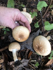 Agaricus nanaugustus