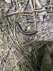 Narceus americanus
