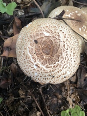 Agaricus nanaugustus