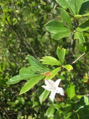 Rhododendron viscosum