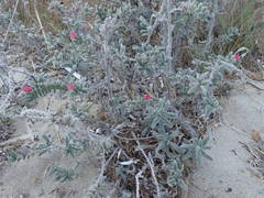 Echium angustifolium