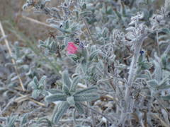 Echium angustifolium