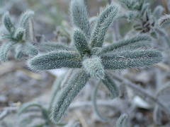 Echium angustifolium