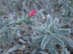 Echium angustifolium