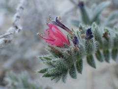 Echium angustifolium