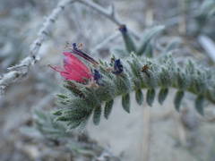 Echium angustifolium