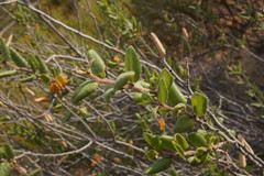Rhamnus pilosa