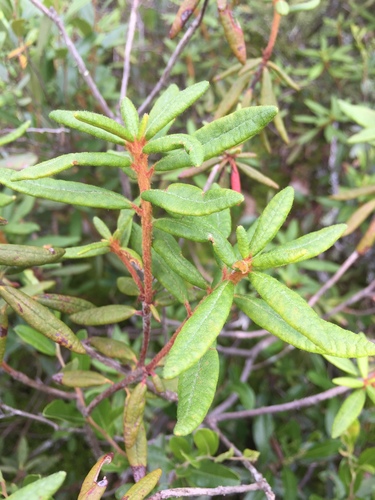 Rhododendron groenlandicum iNat (2)