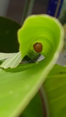 Talides sergestus