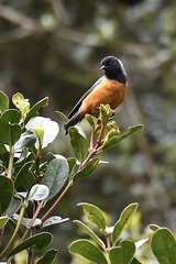 Conirostrum sitticolor