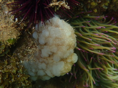 Phallusia mammillata