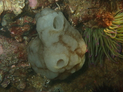 Phallusia mammillata