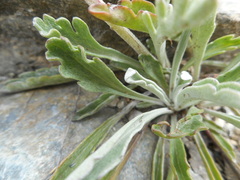 Jacobaea carniolica