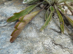 Jacobaea carniolica