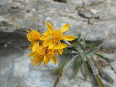 Jacobaea carniolica