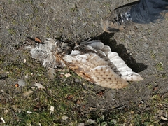 Tyto alba tuidara