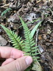 Polystichum luctuosum