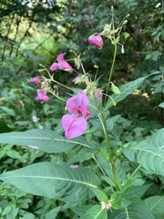 Impatiens glandulifera