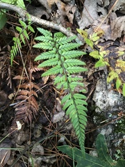 Polystichum luctuosum