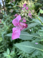 Impatiens glandulifera