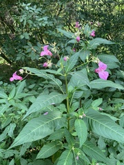 Impatiens glandulifera