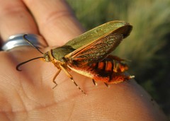 Eichlinia grande